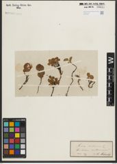 Foto von Salix herbacea L.